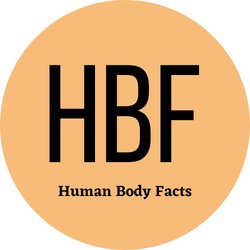 Human Body Facts