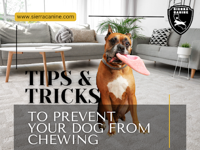 Preventing Your Dog’s Chewing Habit: Tips & Tricks from Sierra Canine
